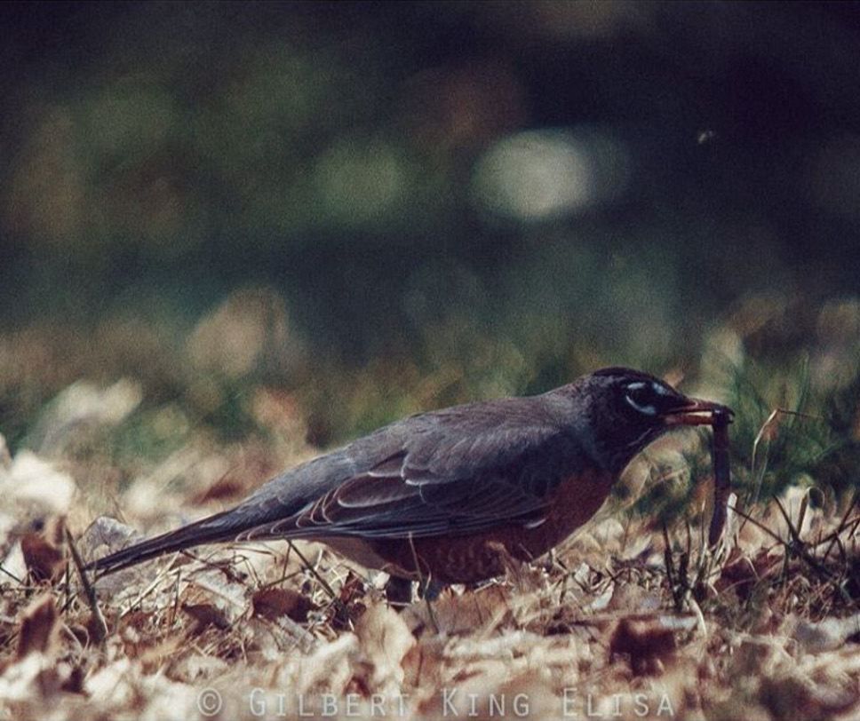 Go Get It
#NaturePhotography
#NaturePhoto
#NatureLovers #GilbertKingElisa
#WildlifePhotography
#NatureBrilliance
#NaturePerfection
#BirdwatchingPhotography
#BirdPhotography
#BirdWatching
#BirdLovers
#BirdPhotos
#Photographer
#Photography
#PhotoOfTheDay
#PhotographersLife