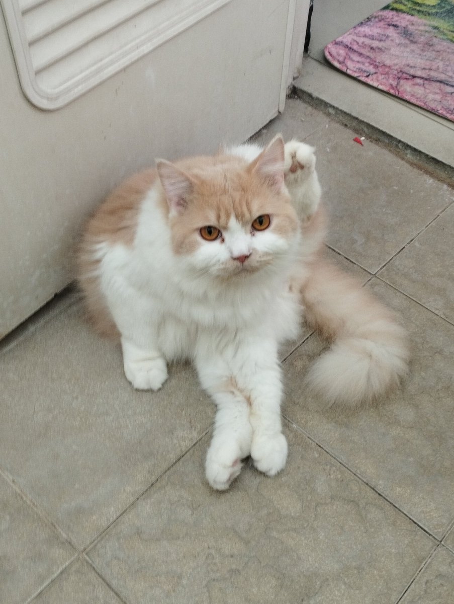 Mocca & M Family 🐱 tweet media
