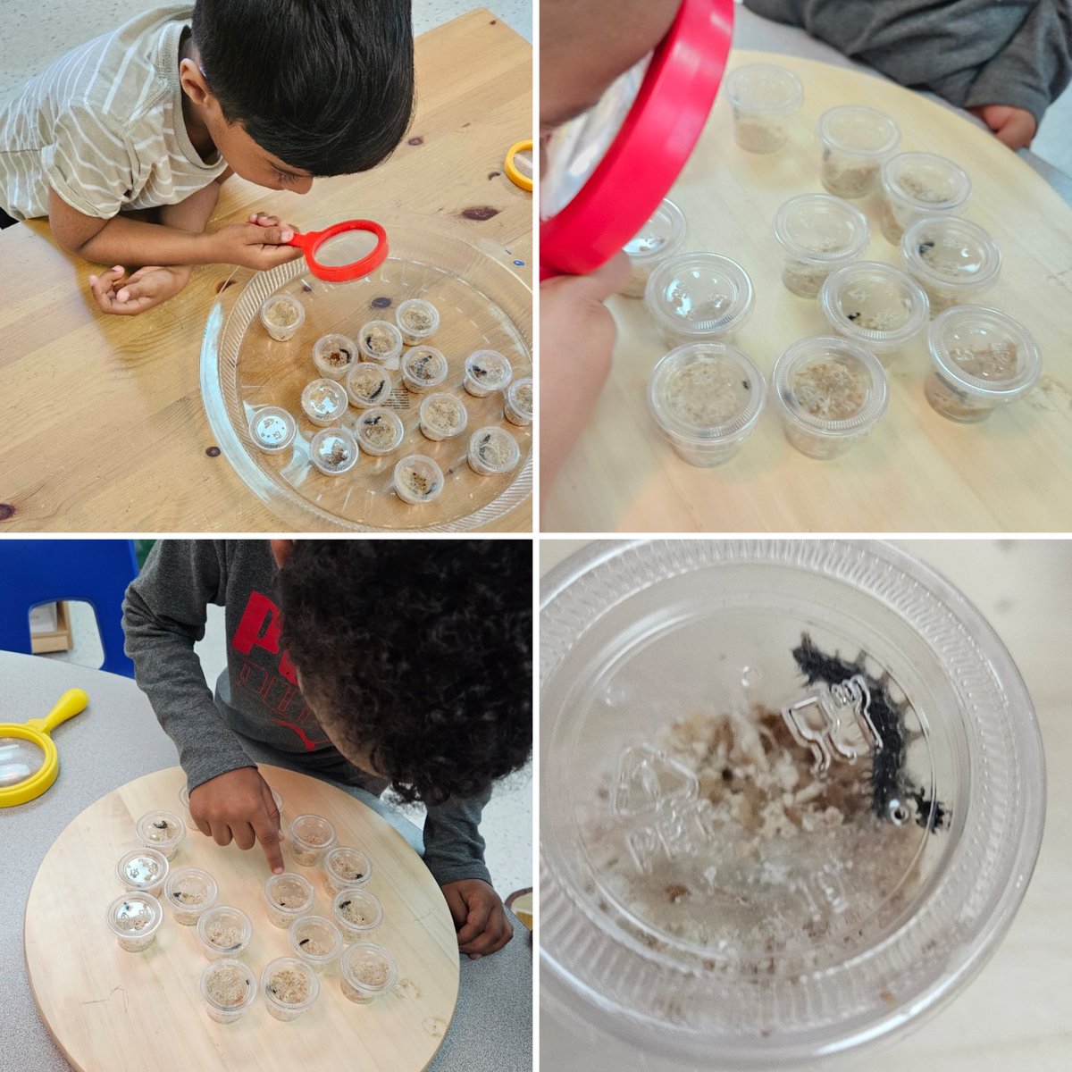 mmevanneste's tweet image. Our caterpillars are getting bigger! 🐛🦋 @StRitaOCSB #ocsbDeepLearning