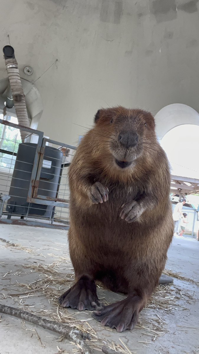 寝起きの視界これがいいな

#アメリカビーバー
#beaver 
#阿蘇ファームランド