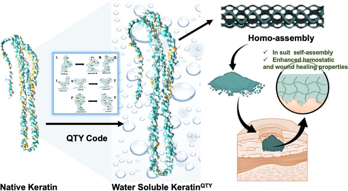 New Research Article🔬
'Rational design of water-soluble, homotypic keratins self-assembly with enhanced bioactivities' by Shilei Hao et al. @CQU1929 @WileyBiomedical #keratin #QTYCode #SelfAssembly #WoundHealing

Check👉doi.org/10.1002/agt2.4…