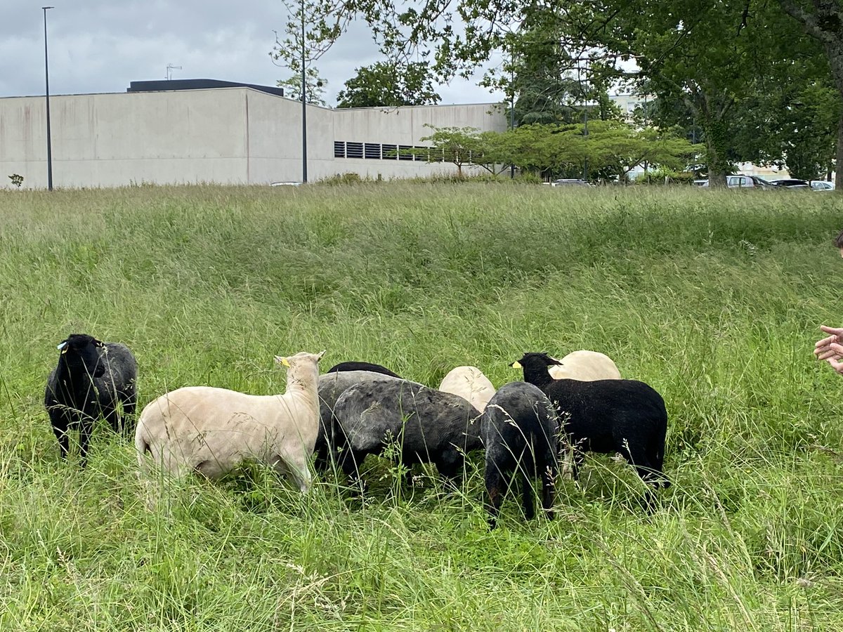 CStsauvant's tweet photo. @ienp5
#labelE3D
Notre école a reçu le label E3D pour le travail d’éducation au développement durable , avec notamment @LPO, @viennenature, @Abeilocal ce mercredi 29 mai à l’université de Poitiers https://t.co/0RNrwwYbCG