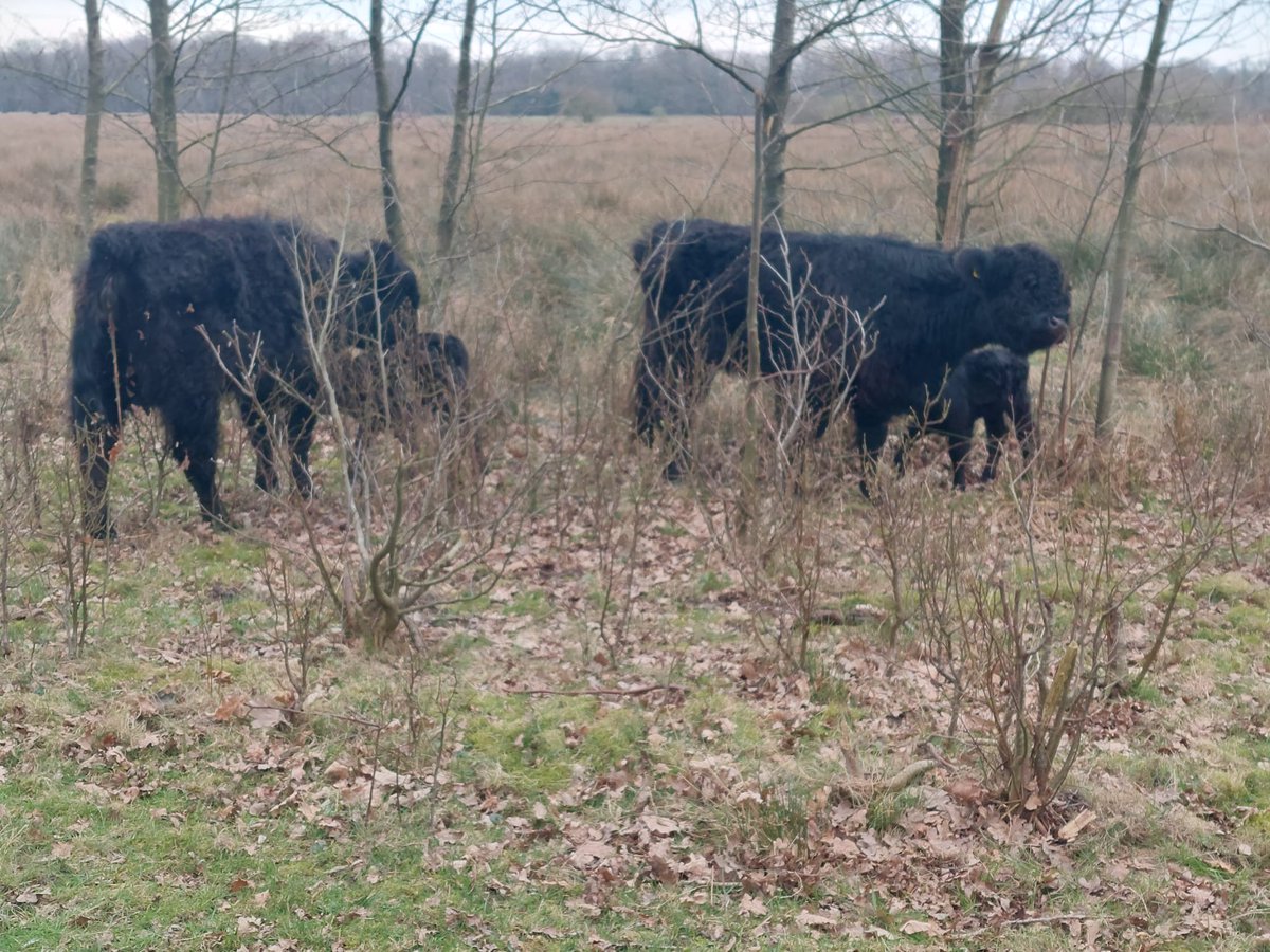 46Hellen46's tweet image. Ook dit gebeurd bij onze Galloways in het Elperstroomgebied @ProvDrenthe @staatsbosbeheer !In elk geval zeven kalfjes mogen verwelkomen maar allemaal zijn ze binnen 4 dagen  spoorloos verdwenen!#wild #wolf  

Veulens verdwenen op het Aekingerzand - nos.nl/r/524443