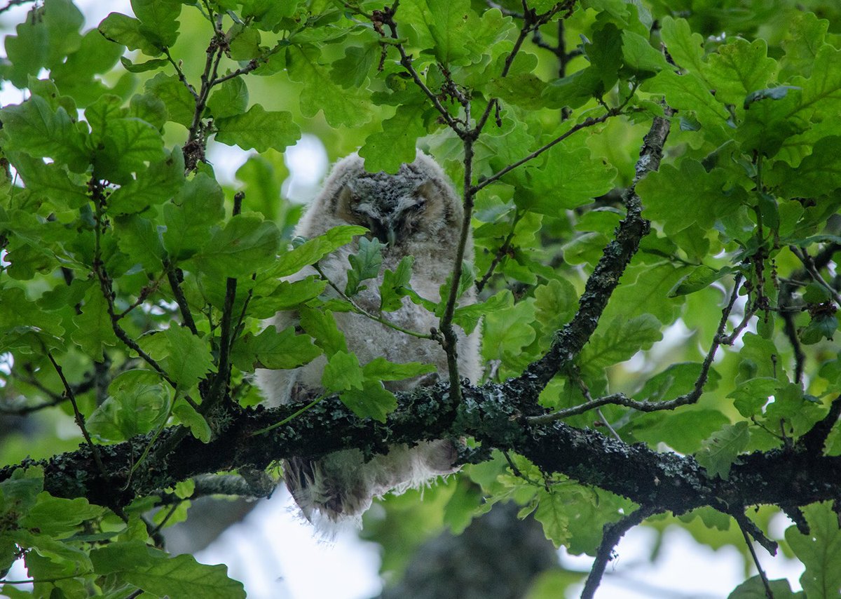 One of the best things about commuting by bicycle is the amount of birds I’ve discovered un route. Here’s yesterday’s highlight - a fluffy Tawny Owlet.🦉