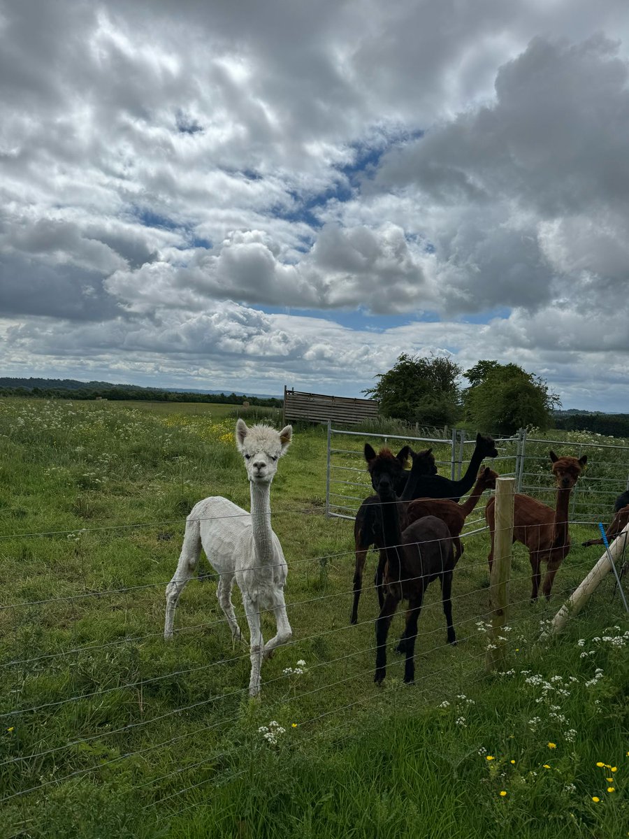 ShropVirtualSch's tweet photo. Fabulous activities for our young people this week learning about animals and the outdoors, thanks to all colleagues at Shropshire Virtual School for making it happen :) https://t.co/zoxD8WWRZd