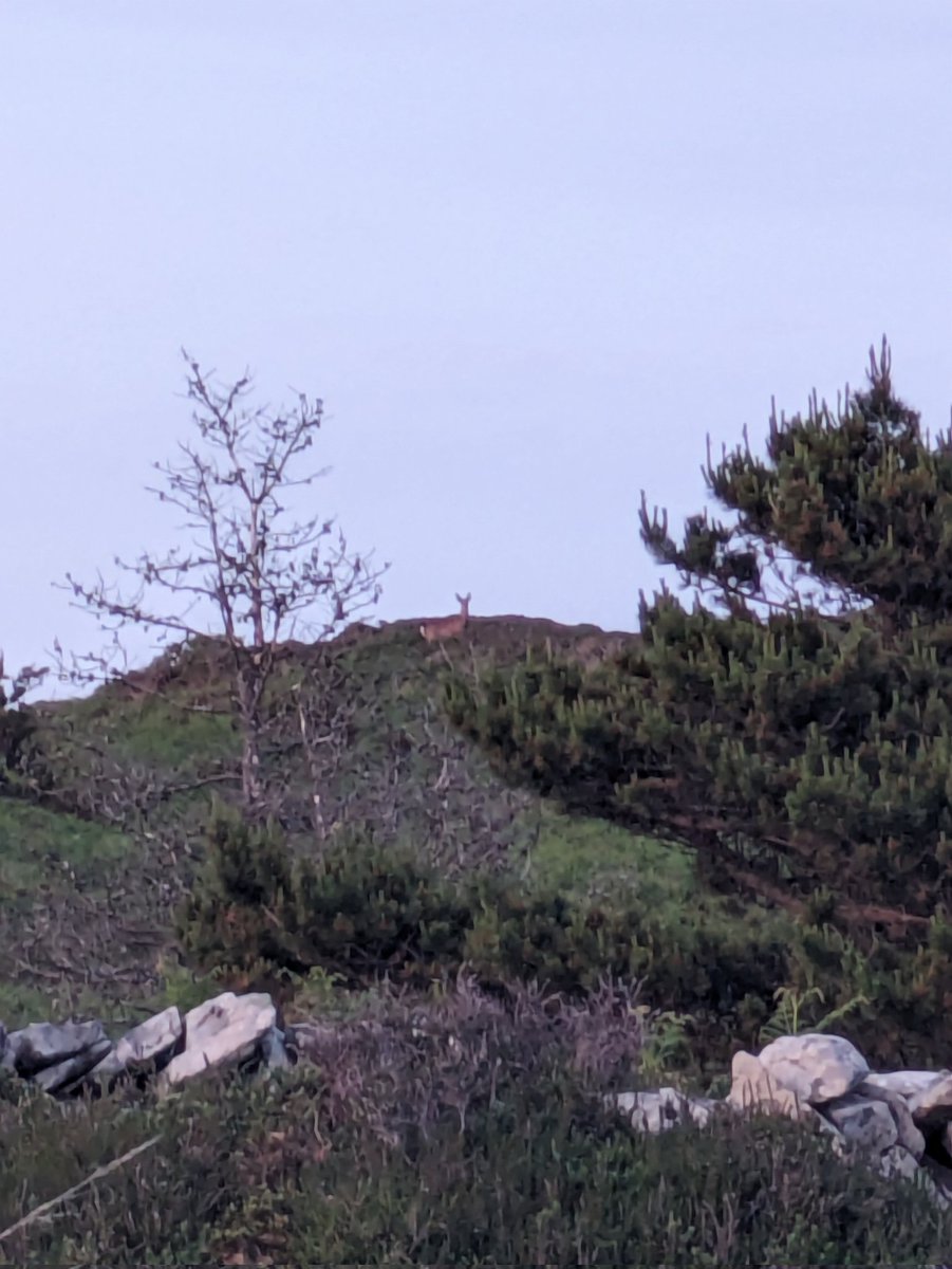 Cape Clear Bird Obs (@ccboie) on Twitter photo An amazing 1st for Cape found last night while listening to Long-eared Okl chicks begging!! Possibly been here a month but 1st sighting. You just never know what you might find on Cape!! <a href="/BirdWatchIE/">BirdWatch Ireland</a> <a href="/birdobs_council/">BirdObs Council GB&I</a> <a href="/MaryCadogan1/">Mary Cadogan</a> <a href="/TimJ_NDevon/">Tim Jones</a> An amazing 1st for Cape found last night while listening to Long-eared Okl chicks begging!! Possibly been here a month but 1st sighting. You just never know what you might find on Cape!! <a href="/BirdWatchIE/">BirdWatch Ireland</a> <a href="/birdobs_council/">BirdObs Council GB&I</a> <a href="/MaryCadogan1/">Mary Cadogan</a> <a href="/TimJ_NDevon/">Tim Jones</a>