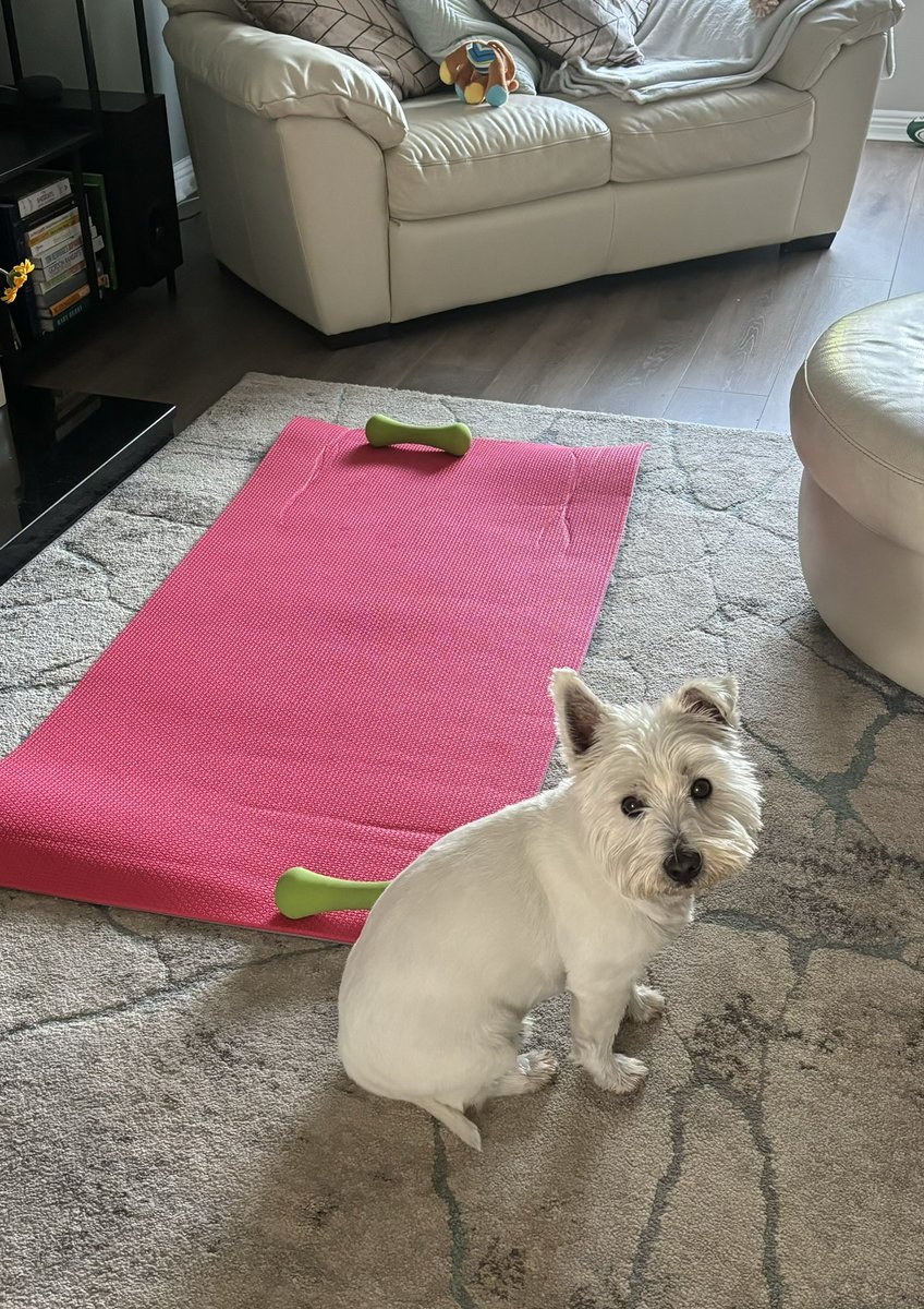 Today I’m taking on the role of hoomums personal trainer… wish me luck pals 😜🐾