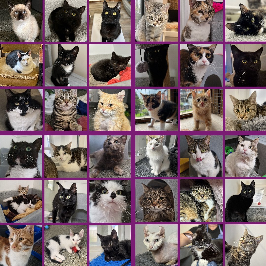 59 cats and kittens have found their ‘furever’ homes during May 💜

Thank you so much to all who have supported us by adopting, donating and sharing our posts 😻

#CatsOnTwitter #CatsOnX #CatsProtection #May #FridayFeline #AdoptDontShop