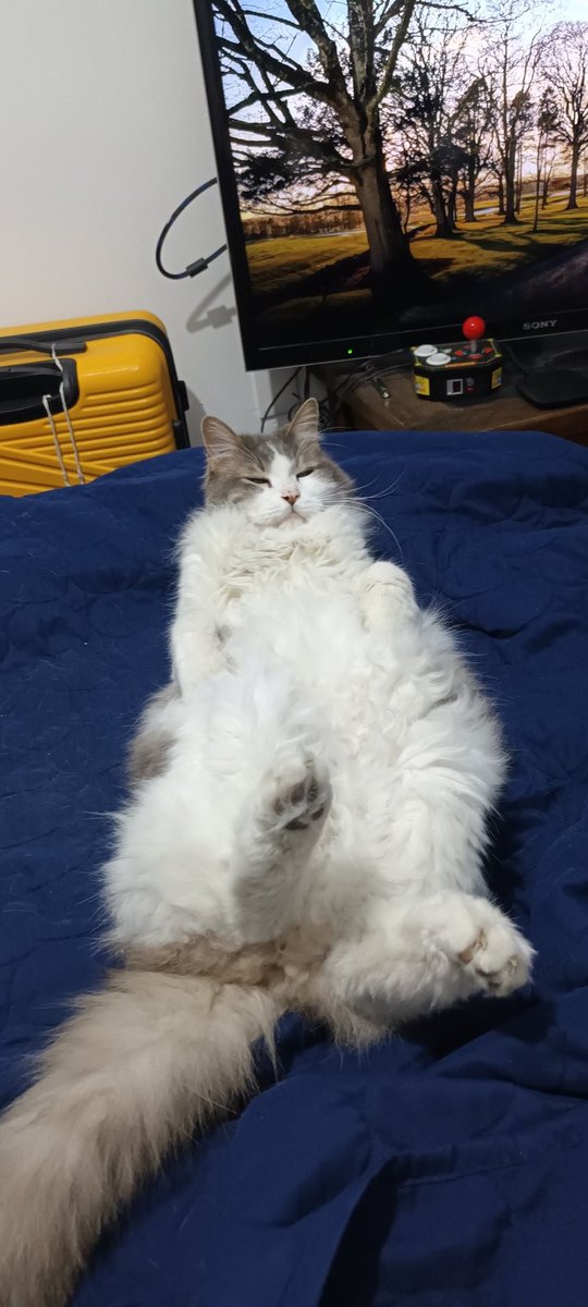 slice_of_salmon's tweet photo. @CREEPYGATOS My boy asks if you like his foot https://t.co/svDCIhrGOk