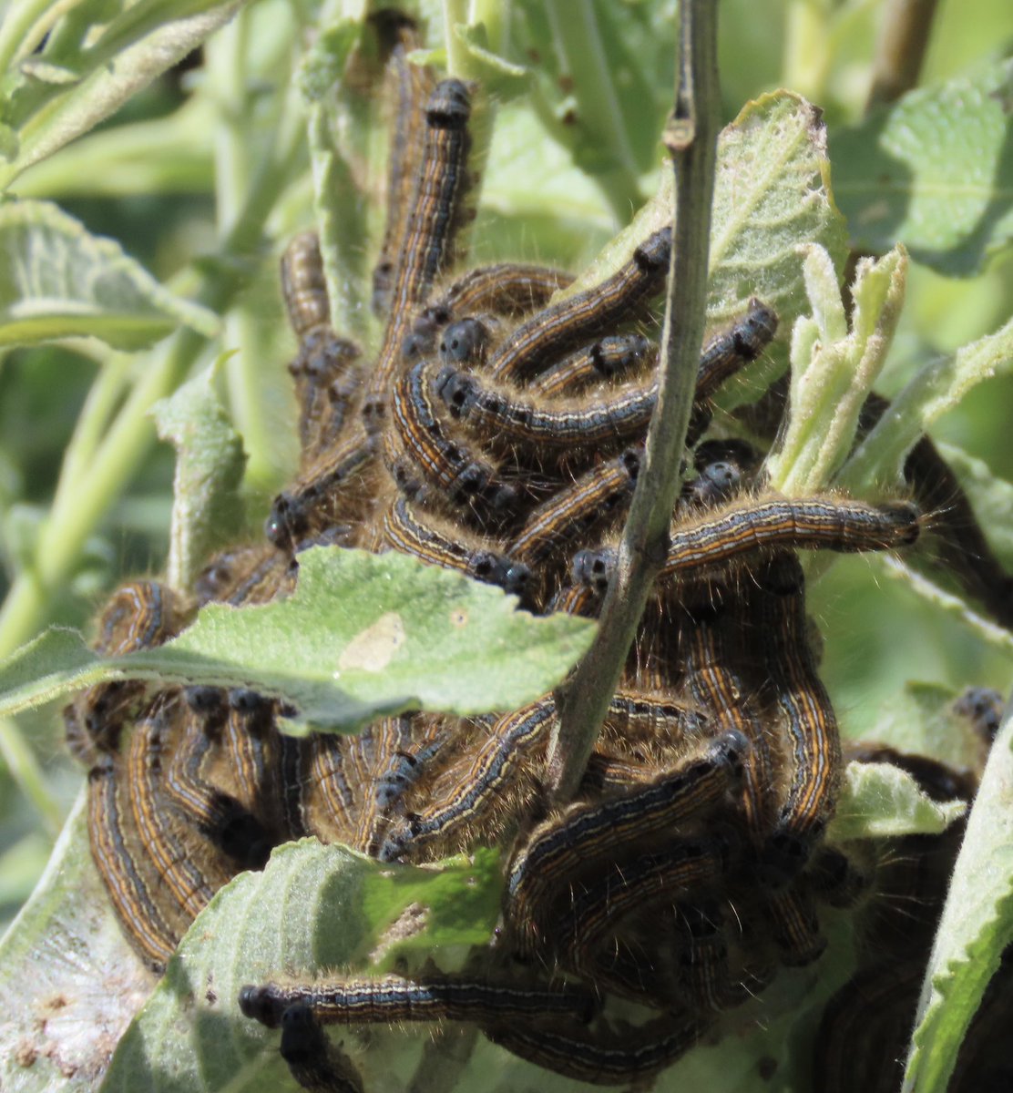 Lackey (Malacostraca neustria) caterpillars at @RSPBDungeness more colourful than the moths and more gregarious. @savebutterflies