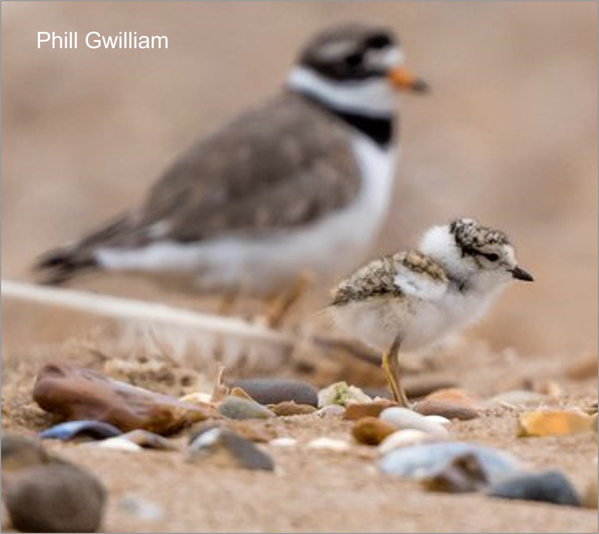 Walking on a beach this weekend? 1. Careful not to tread on a Ringed Plover's nest or chick: wadertales.wordpress.com/2021/08/23/on-… 2. Look out for summer plumage Sanderling - some have flown from South Africa and are heading for Greenland: wadertales.wordpress.com/2019/10/04/tra… Ringed Plover📷Phil Gwilliam