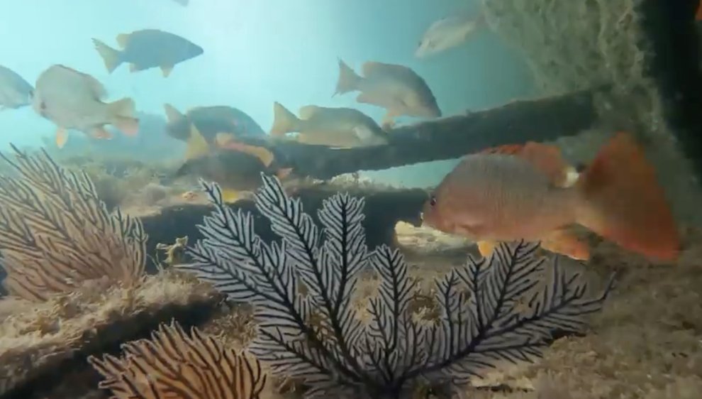 Ester Serrao tweet media