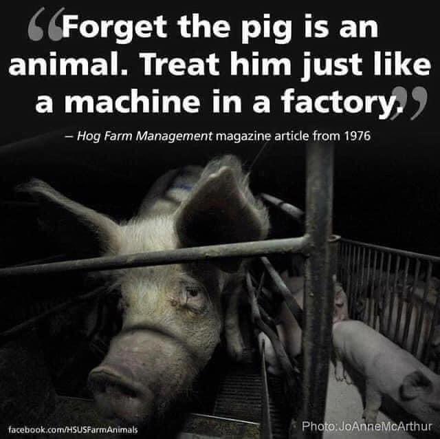 It is now 2024 and it is still like 1976, only the numbers have changed dramatically we now torture and murder 90 billion sentient land animal victims per year. In fact we treat our victims worse than machines. It is the biggest crime in human history and we are all guilty.