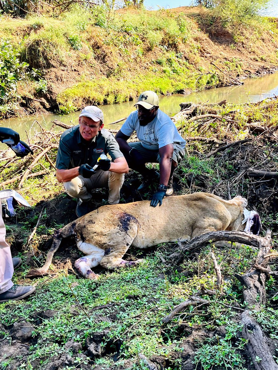 SimbaMhuriro's tweet photo. Throwback to that time the gents in Gonarezhou allowed me to intern as an assistant vet to an injured lioness that had been mauled by hyenas.
#VisitZimbabwe #DestinationZimbabwe #TGIf https://t.co/3S89fQFnHj