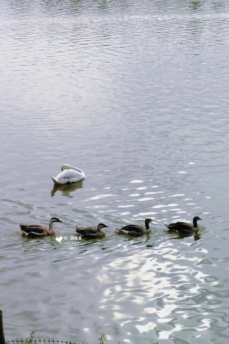 Surprisingly, there is a free zoo in Nanchang Ai Xi Lake Wetland Park. It not only features black and white swans gracefully swimming on the lake, but also rare and endangered species such as the national second-class protected animal, anthropoide sparadiseus (blue crane).