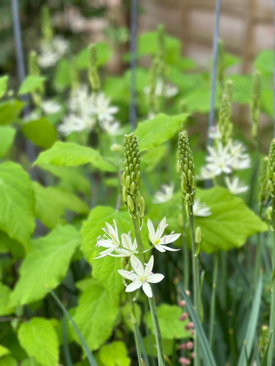 I planted Camassia leichtlinii 'Alba' as a bulb in my garden last autumn and they're now emerging into flower. 

I love the way the flowers emerge from the bottom up. 

#gardening #GardenDesigner