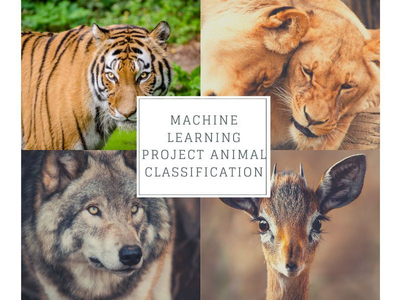 Identify the Type of animal (7 Types) based on the available attributes

buff.ly/3rLRN53

#apachespark #hadoop #programming #programmer #developer #code #codinglife #tech #100DaysOfCode #100daysofcodechallenge #100DaysOfMLCode #bigdata #ML #DataScience #Analytics #AI