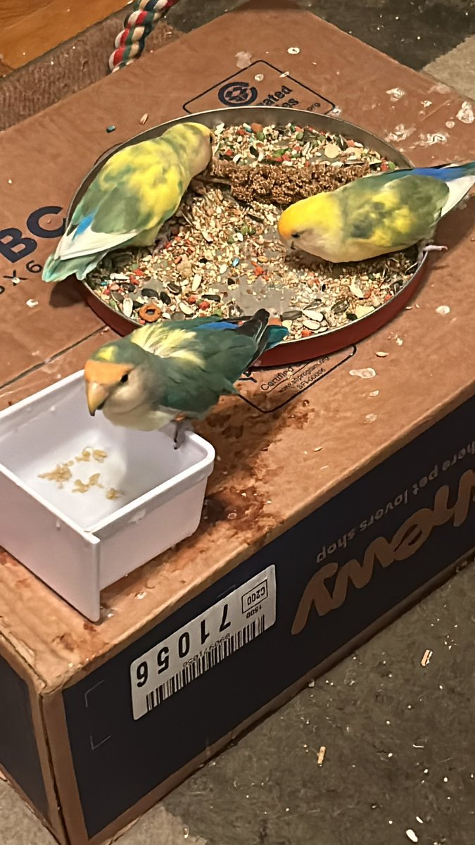 Enjoying the snacks and millet tonight