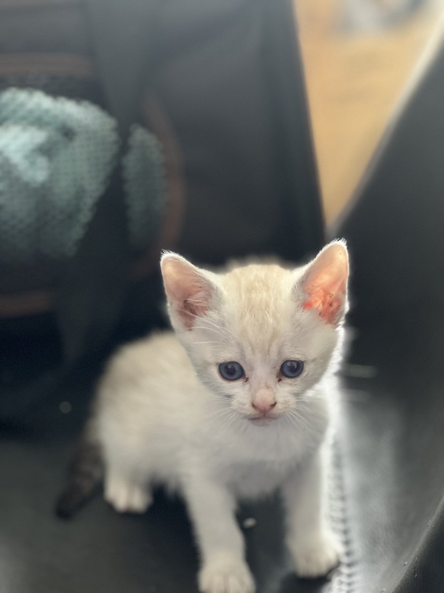 いまにも雨が降りそうな中1人でニャンニャン言ってたからお迎えした。

名前はもなか