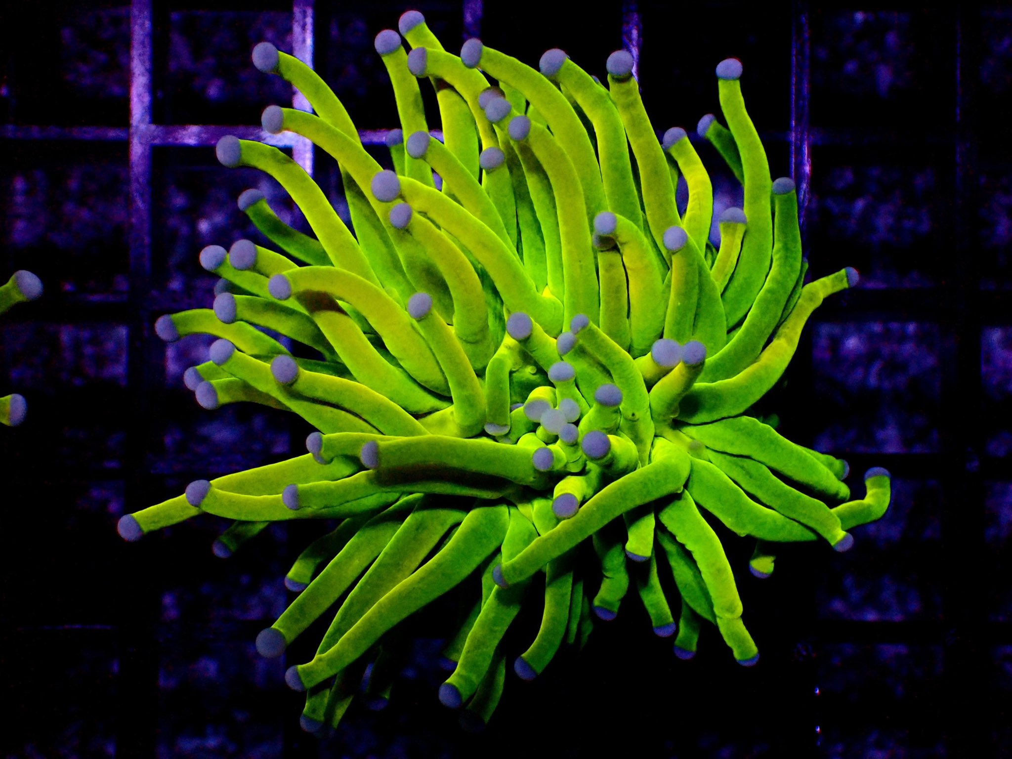 Coralサンゴ (@coralsango1) / X