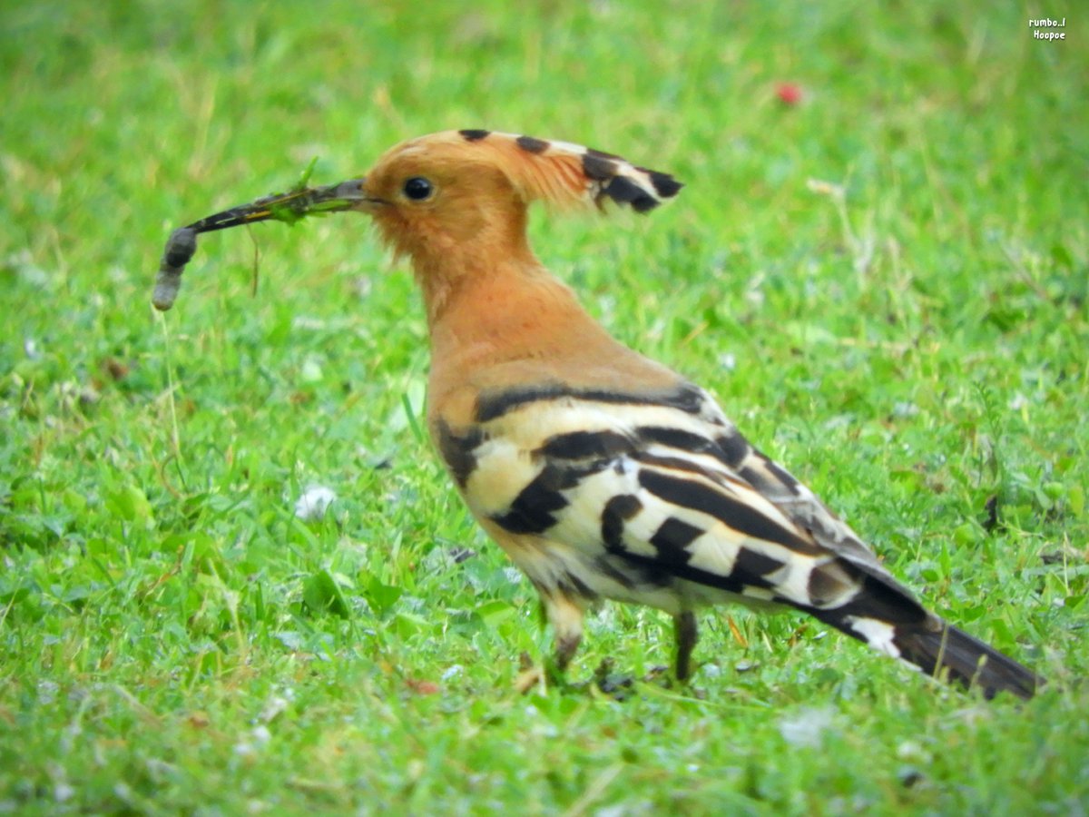@Team_eBird @IndiAves @Avibase @BirdWatchDaily @WildlifeMag @sofiQayoom @wildlifeInd @bbcwildlifemag @NatGeoIndia @ThePhotoHour @NikonIndia @NatGeoPhotos @WM_POTD @pnkjshm @moefcc @JandKTourism @GuideBirding Breakfast #5
Eurasian Hoopoe (Upupa epops)

@Team_eBird @IndiAves @Avibase @BirdWatchDaily @WildlifeMag @sofiQayoom @wildlifeInd @bbcwildlifemag @NatGeoIndia @ThePhotoHour @NikonIndia @NatGeoPhotos @WM_POTD @pnkjshm @moefcc @JandKtourism #birdwatching #BirdTwitter @GuideBirding