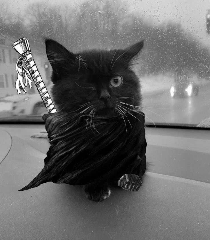 PunchingCat's tweet image. berk