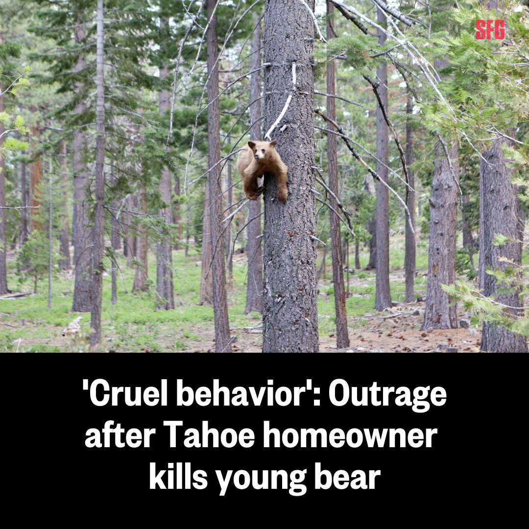 California’s Department of Fish and Wildlife concluded that a South Lake Tahoe homeowner was acting in self-defense when he shot and killed a young bear Monday.

📝: trib.al/yP5GXsV