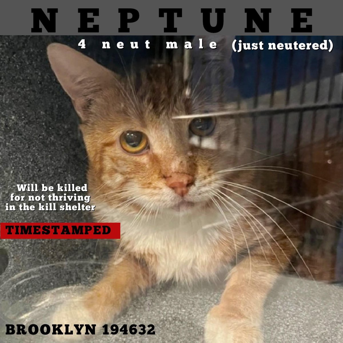 🆘Please RT-adopt-foster! 🆘

NEPTUNE is on the “emergency placement” list at #ACCNYC and needs out of the shelter by 12 NOON 6/1!

#URGENT #NYC #CATS #NYCACC #TeamKittySOS #AdoptDontShop #CatsOfTwitter 
newhope.shelterbuddy.com/Animal/Profile…