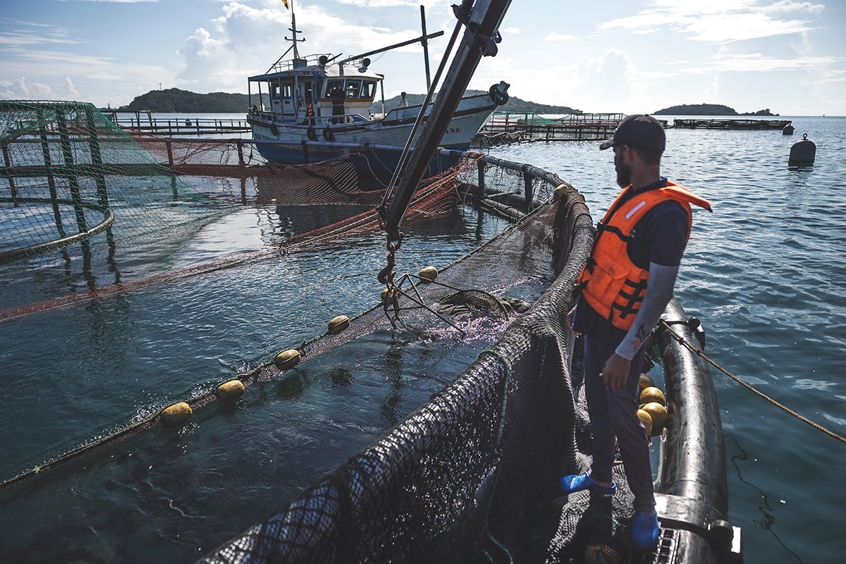 FARMING THE OCEANS – THE SUSTAINABLE FUTURE OF SEAFOOD
Shot for #Oceanpick, #RoundIsland & the German #fishingindustry mag @FischMagazin’s June cover story. Ocean farming could answer global overfishing [contd in comments]
#seafoodbuyers #barramundilovers #sustainableseafood