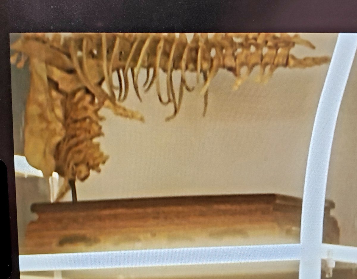 norsemeat's tweet image. Very minor Star Trek Discovery season finale spoiler/easter egg that I just had to share. In the office of Dr. Kovich (played by director David Cronenberg), I spotted an updated prop from my favorite movie of his: the organic bone &quot;gristle gun&quot; from eXistenZ!!!