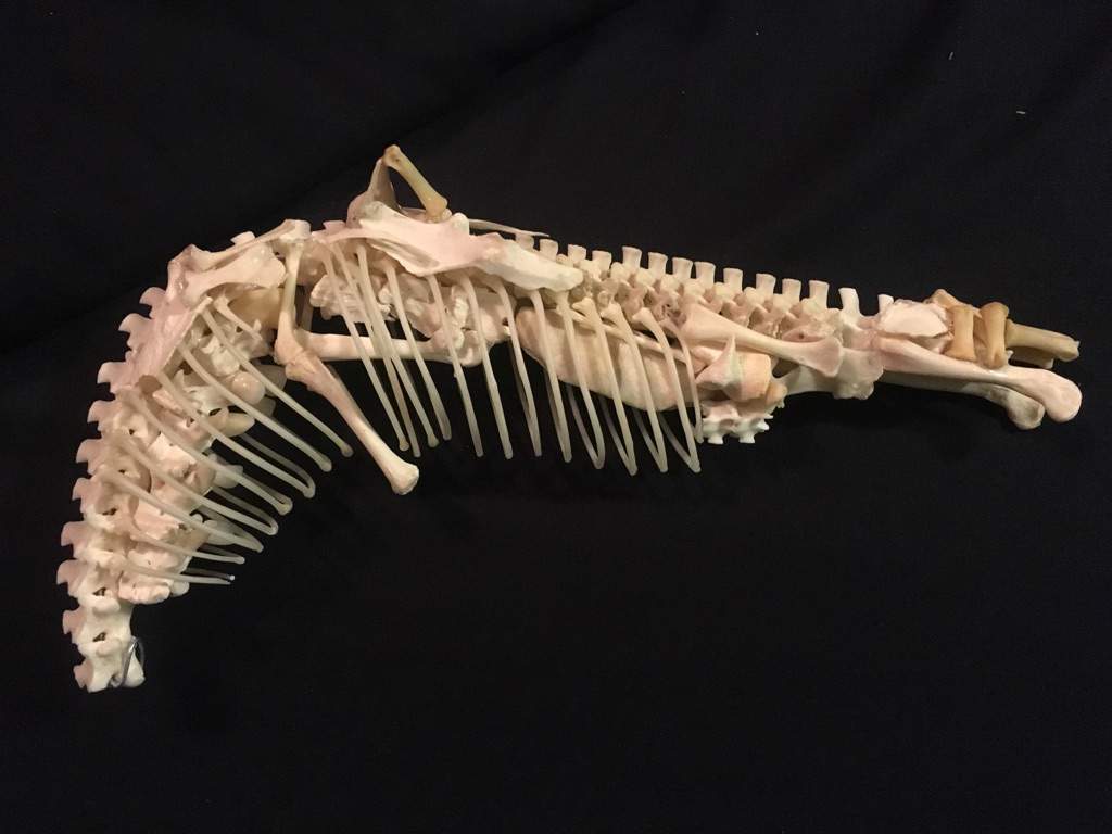 norsemeat's tweet image. Very minor Star Trek Discovery season finale spoiler/easter egg that I just had to share. In the office of Dr. Kovich (played by director David Cronenberg), I spotted an updated prop from my favorite movie of his: the organic bone &quot;gristle gun&quot; from eXistenZ!!!