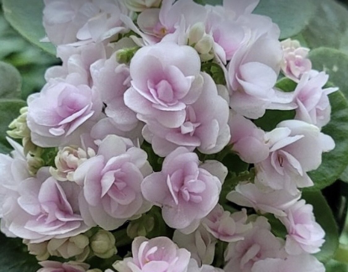 #뮤리엘의나눔 

6월이군요 여름이니까 나눔😙🌿
쪼꼬미 미니바이올렛 찬타라나를 
3분께 드립니다
이런 꽃이 피는 친구에요

팔로우+rt
택배비 3천원
주소3종 제공
발표일 6월 6일