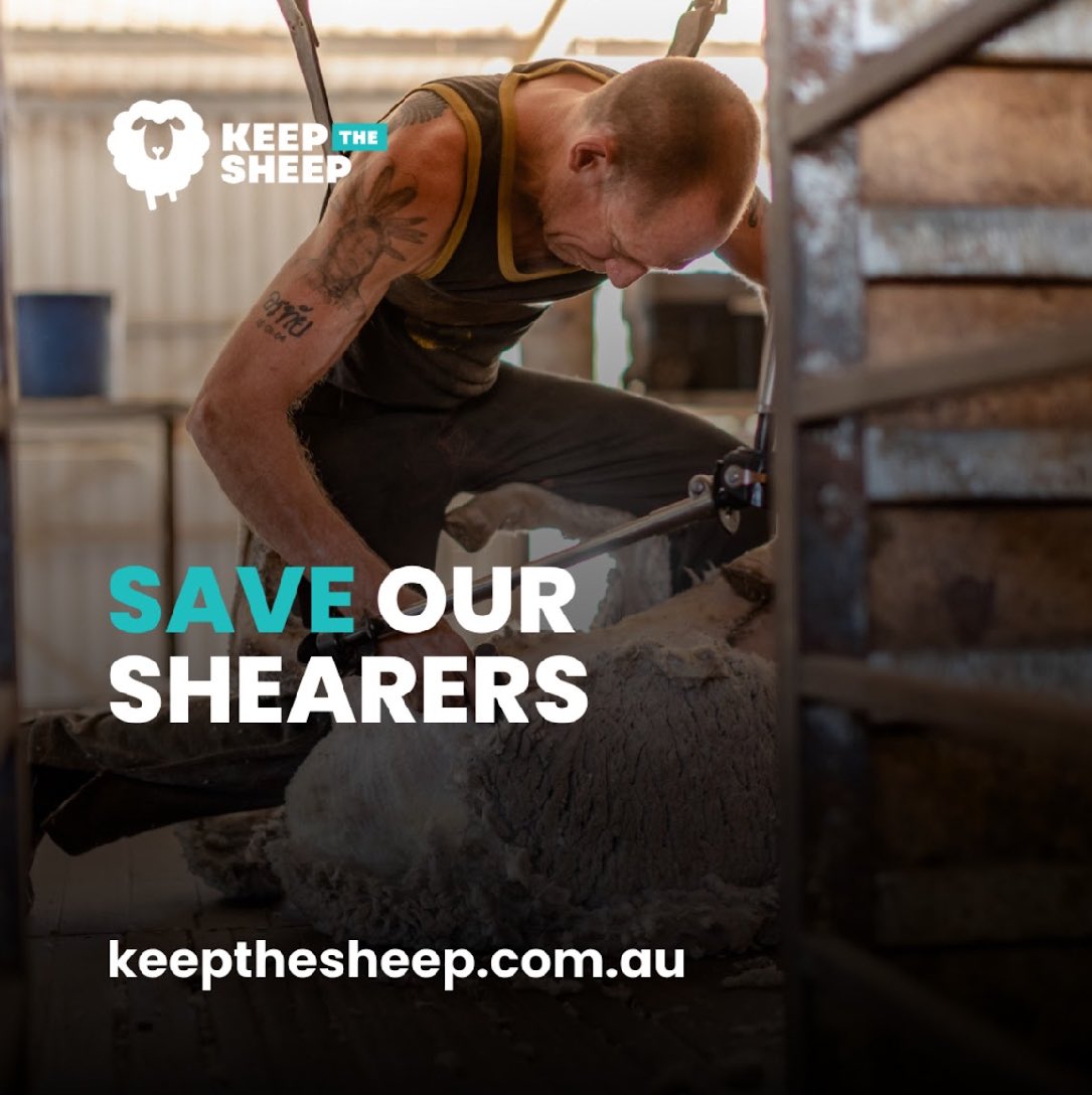 No sheep, no shearers. No jobs, no kids at small schools, no money spent in small towns, which all leads to declining services which leads to the death of regional economies. We stand with those in the West. #morethansheep #keepthesheep