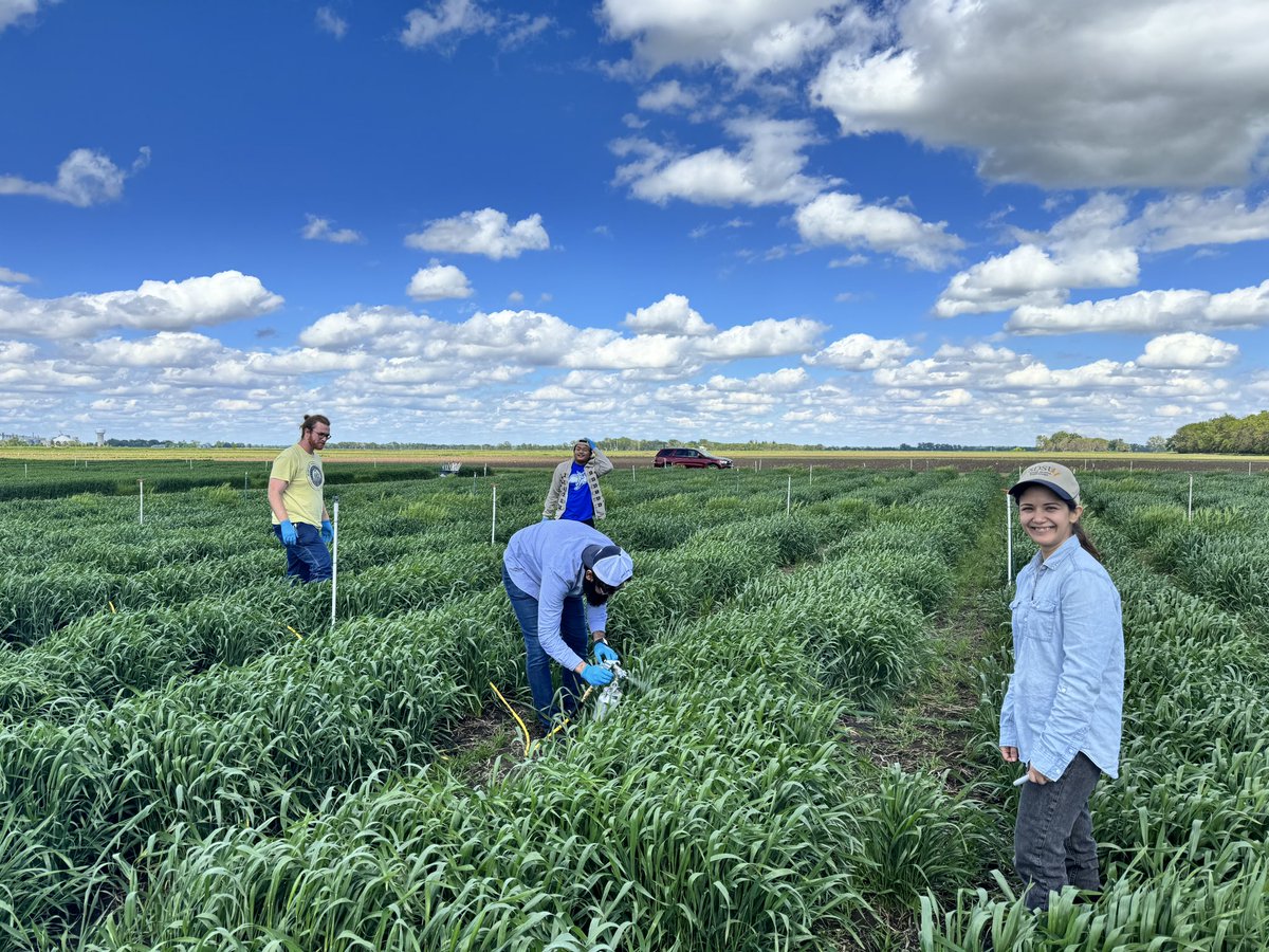 PawarTapish's tweet photo. Just wrapped up field inoculation of BLS on winter wheat with our amazing team! 🌾🔬 My first field trails in South Dakota! Excited to observe the symptoms in the coming week 🚜🌱 @plantpath_PD @Ahmadrao726 Joe Tilstra and Parth Patel.
@WheatInnovation @wheatsd https://t.co/T0auHzluJ8