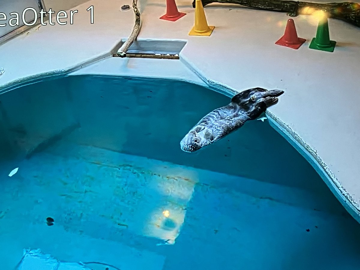 boobooboo2004's tweet photo. 鳥羽水族館のラッコのライブカメラ
夜になると足だけ地面に上げてリラックスしててかわいい https://t.co/sfcfkffeEd