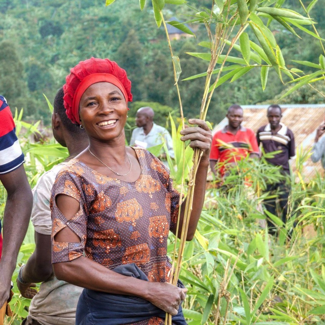 🎋 @DivineBamboo's project in #Uganda is a shining example of using nature-based solutions to tackle climate change and poverty. With over 15,000 seedlings planted and 200+ beneficiaries trained, discover how #bamboo is changing lives 👇 inbar.int/resources/inba…