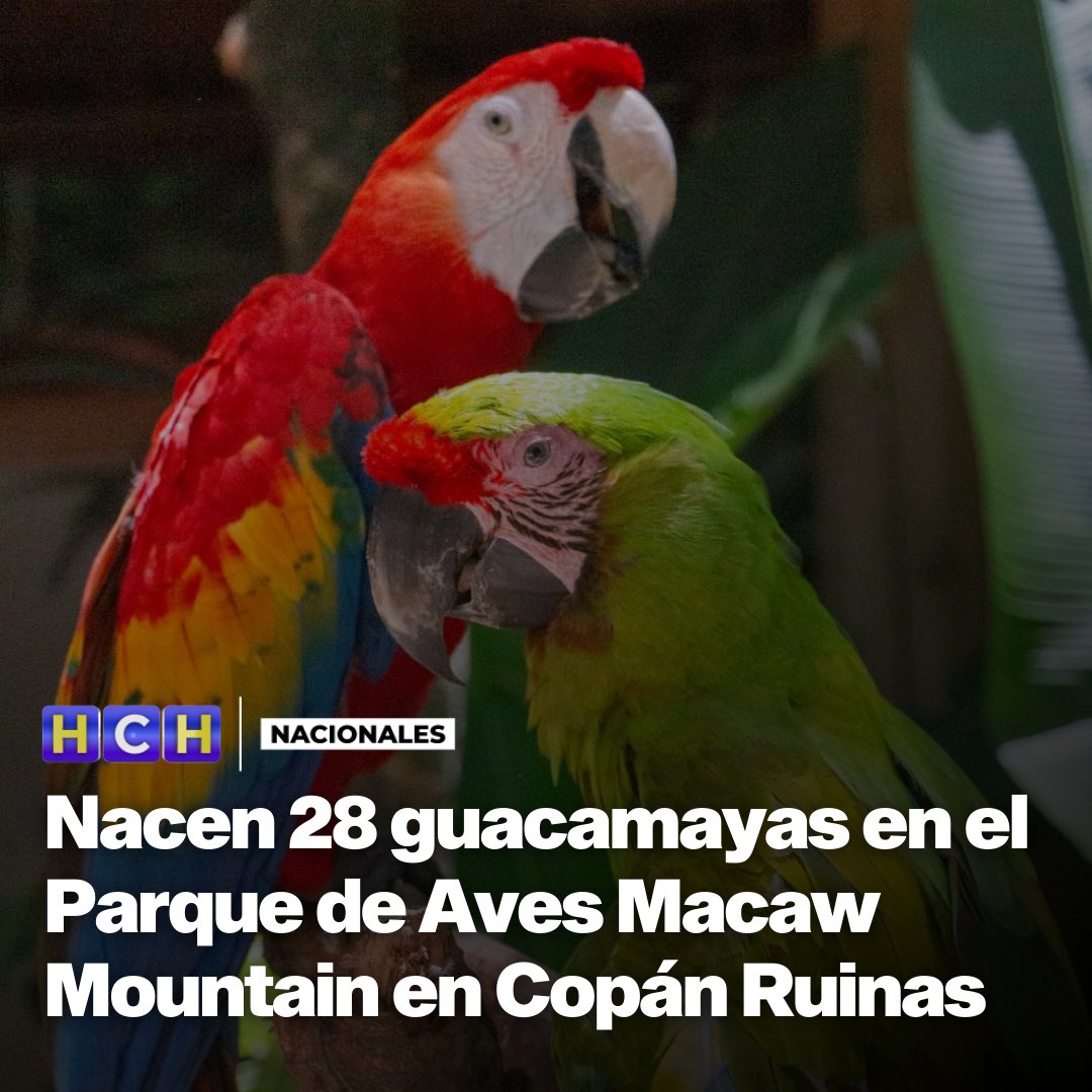 #HCHNoticias | 🇭🇳🦜🌳🤩 Nacen 28 crías de guacamayas, en el Parque Nacional de Aves Macaw Mountain, ubicado en Copán Ruinas, departamento de Copán. De las cuales cuatro son de guacamaya verde, la especie en más riesgo y amenaza en la actualidad. Este hecho es considerado como un