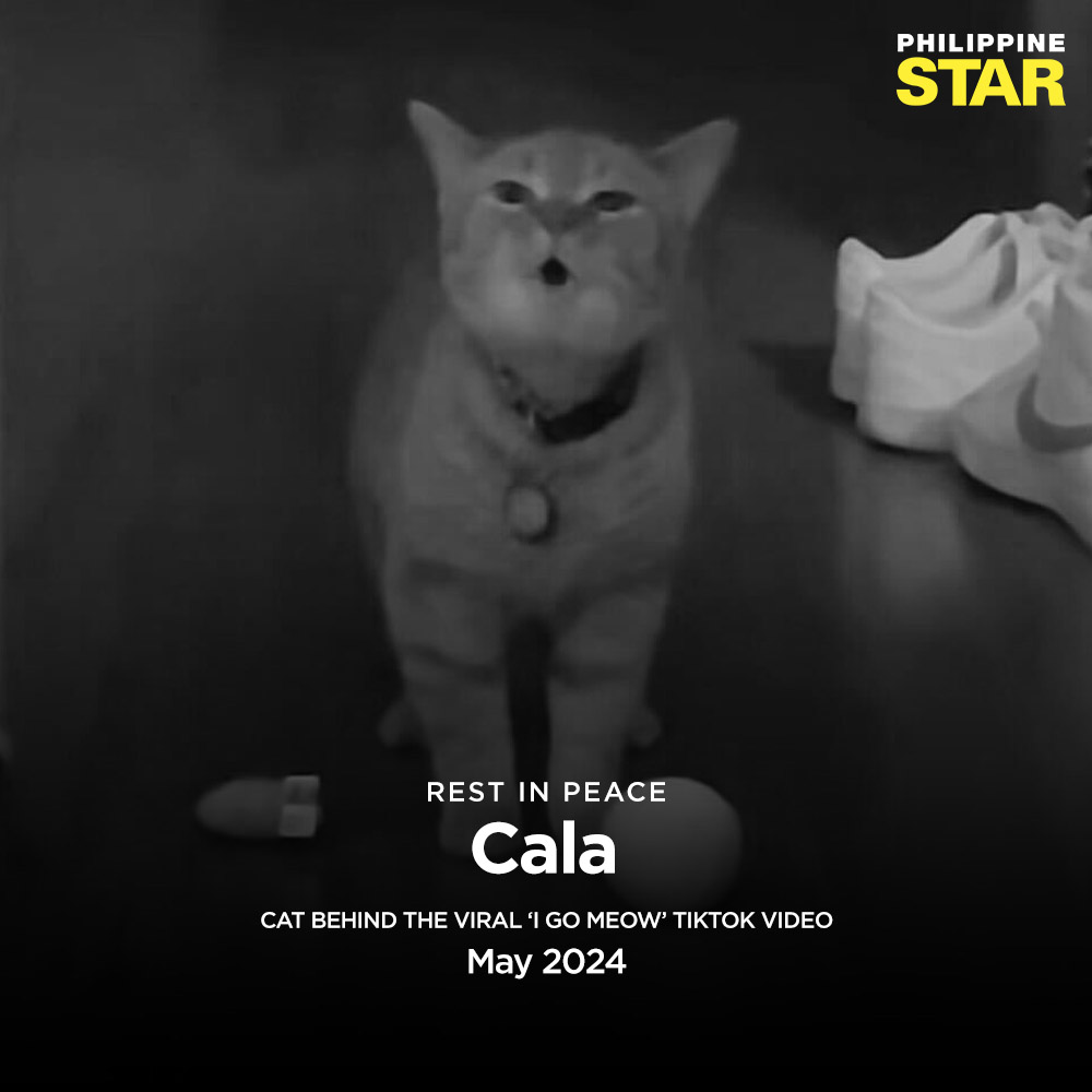 RUN FREE IN KITTY PARADISE, CALA 🕊️

Cala, the popular cat behind the 'I Go Meow' TikTok video has passed away.