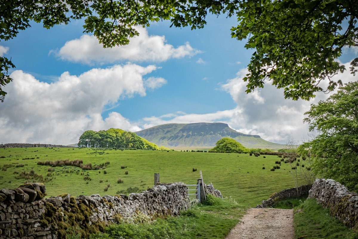 For the final day of #NationalWalkingMonth, we're featuring - Pen-y-Ghent 🚶‍♀️ 

Details of this walk and other walks in the area are on our #ThreePeaks app. 

We hope you manage to get out and enjoy some of the walks #YorkshireDales we've shared with you this month 💚

📸 Andy Kay