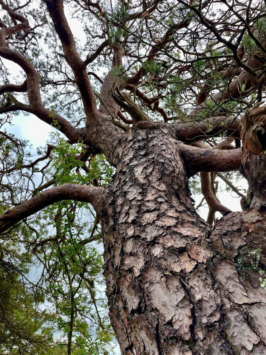 Irish pine on the Burren. Controversy still rages over whether this little patch survived the ice-age in its sheltered dip, or whether it died out and was reintroduced from Scotland thousands of years later.