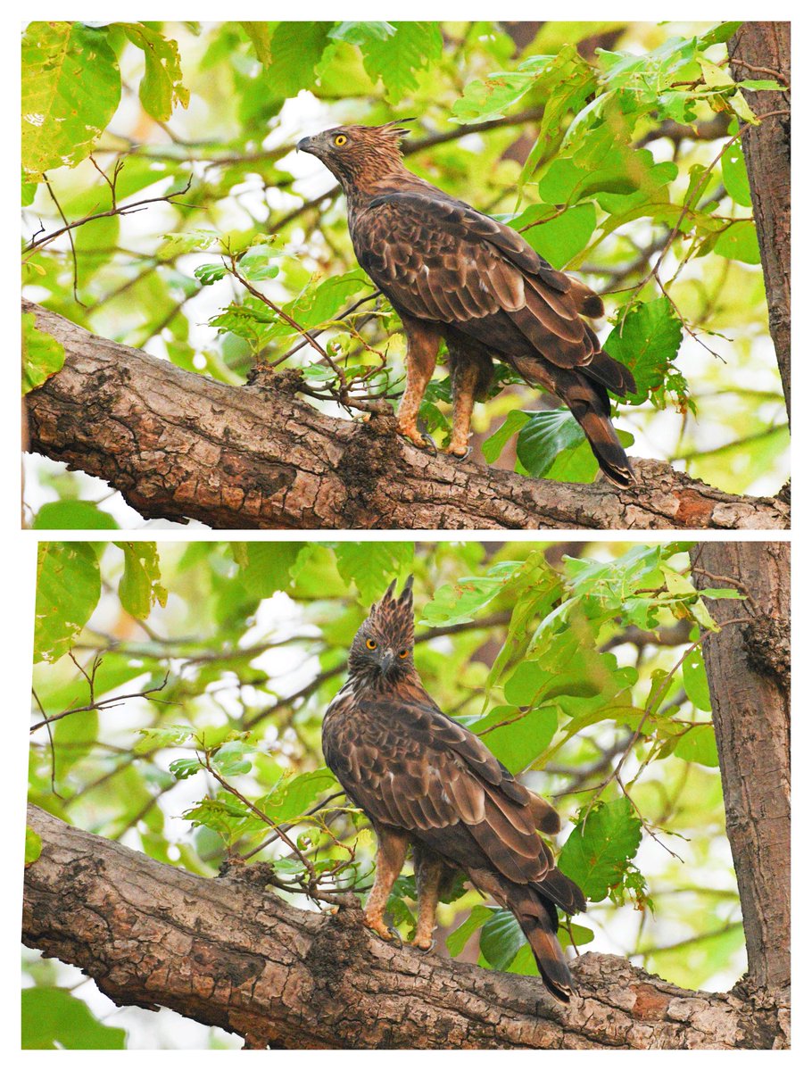 It is exciting 😃 when an eagle suddenly came in your frame 😃CHE #birdphotography #birdwatching #BirdsUp #BirdsOfTwitter #BBCWildlifePOTD  #NaturePhotography #natgeoindia #IndiAves #BirdsSeenIn2024 #ThePhotoHour #TwitterNatureCommunity #nikonphotography