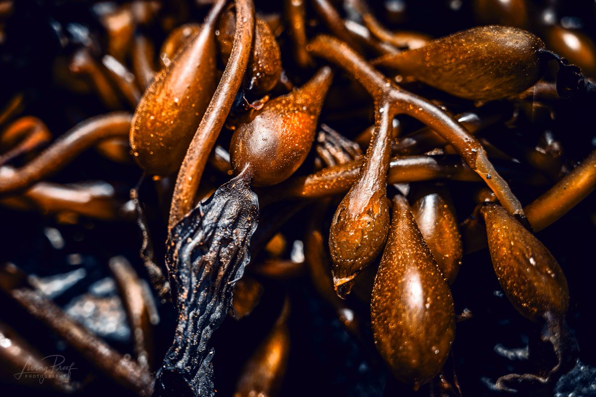 proof_photo's tweet photo. Teardrop tendrils lay sleepily on the sandy bronzed shoreline...
@NikonUSA @Lightroom @AdobeElements @Luminar_Neo #beaches #buyart #sociallydriven #nikoncreators #photographylovers #artphotography #purposedriven #visitmywebsite @VisitCA
https://t.co/wVw4ZNlHXo @SeanMorreale https://t.co/IGKmyTFjlh