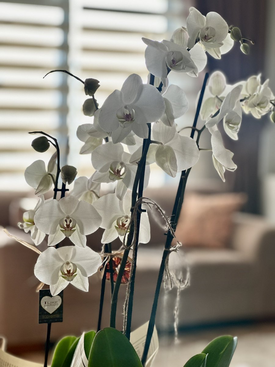 Sevgili @TeknasyonTech ekip arkadaşlarımın geçmiş olsun dilekleriyle gönderdikleri orkideler sabah güneşiyle çok güzel görüntü oluşturmuş evde 🥹🥰 İyi ki varsınız ♥️