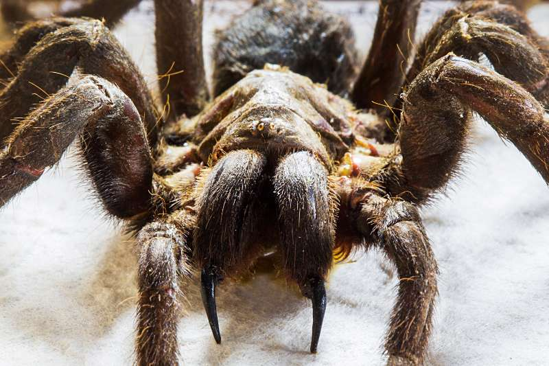 I could never get curtain bangs because they look like tarantula mandibles to me