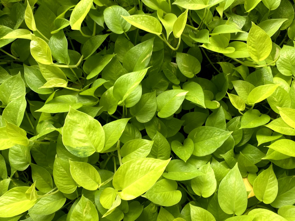 TentenKrishin's tweet photo. Friday🌱 https://t.co/NyAyRj4rSy