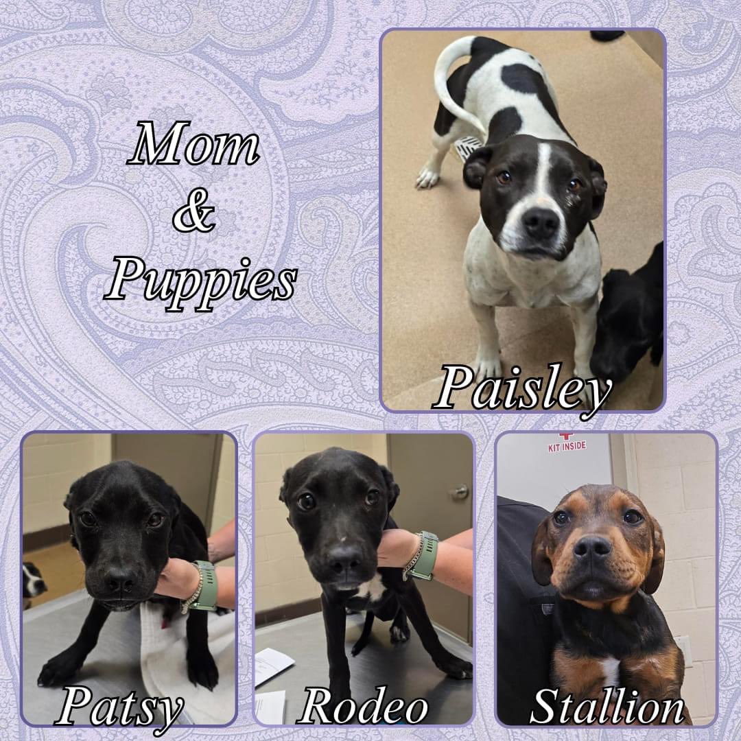 I’m so sorry to keep posting these tragic urgrnt angels about to lose their lives in Apple Valley CODE RED COME ON CALI THEY ARE PUPPUES WHO CAN FOSTER how can we change what is happening there ? @TomJumboGrumbo