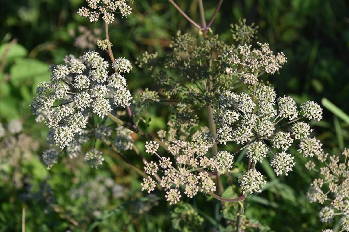 ColumbusCarTRSP's tweet photo. This Poison Hemlock Is Easily The Most Common Danger In Ohio!
https://t.co/9n6XYPEY6P

#poisonousplant #poisonhemlock #parsley #naturalresources #botany

Follow Us!                   
Pinterest: https://t.co/luhc2qWIBW
Facebook: https://t.co/pS63SVA6Y9 https://t.co/YSNQFmMM4K