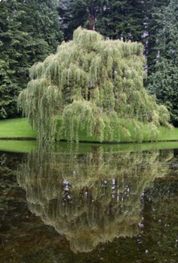 Barbara52744094's tweet photo. #willow branches sway
whispering in gentle breeze
weeping reflection

#vss365 
#haiku 
#WritingCommmunity 
#poetry 
Pinterest https://t.co/CbEcxDcEMT