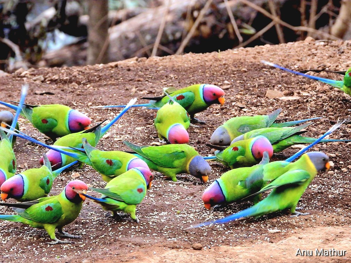 Never knew there was a #WorldParrotDay posting few of my favorites #IndiAves #BBCWildlifePOTD  #BirdsSeenIn2024
#ThePhotoHour #birdwatching  @NatureIn_Focus @Team_eBird @NatGeoIndia #GoodMorningTwitterWorld @NatureattheBest #birding  #NaturePhotography @ParveenKaswan #Nikon