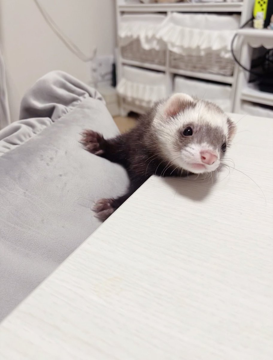 ❕❔#フェレット #ferret